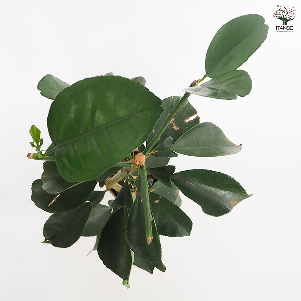 スイーティーの苗木 【果樹の苗木 4.5号／1個売り】｜ 【植物の