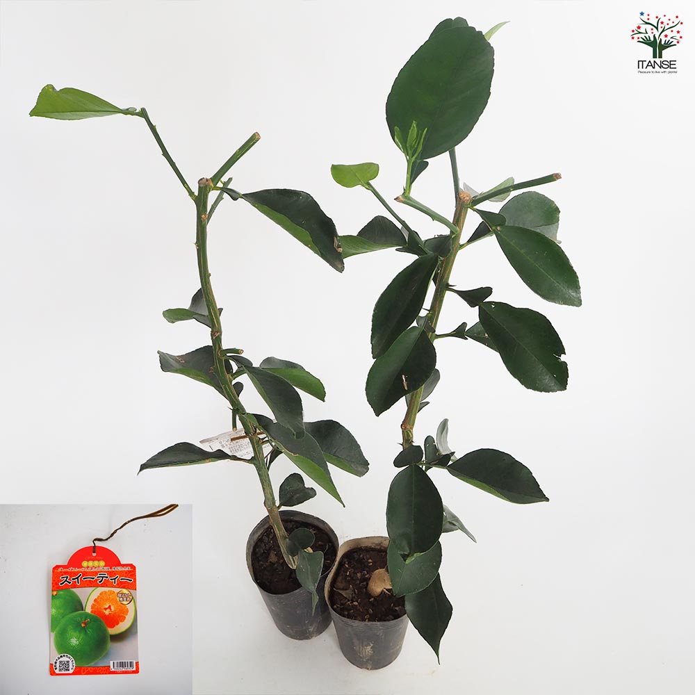 スイーティーの苗木 【果樹の苗木 4.5号／1個売り】｜ 【植物の