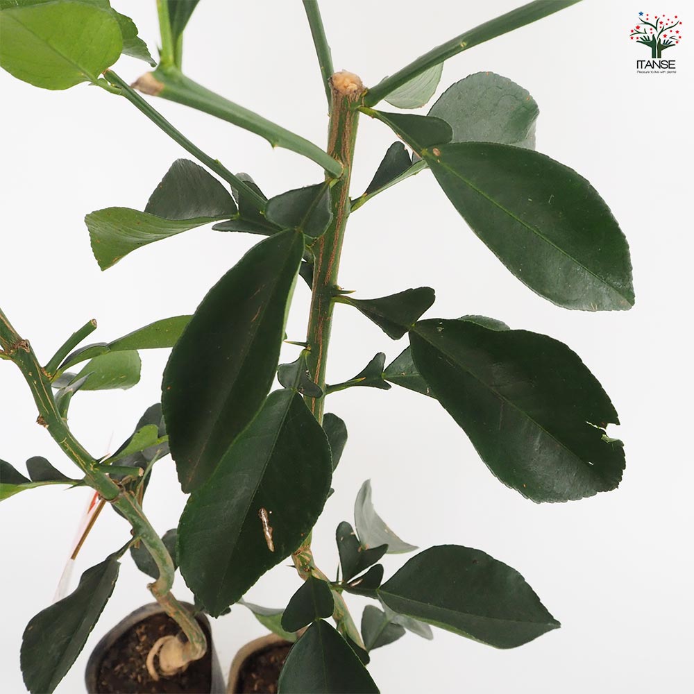 スイーティーの苗木 【果樹の苗木 4.5号／1個売り】