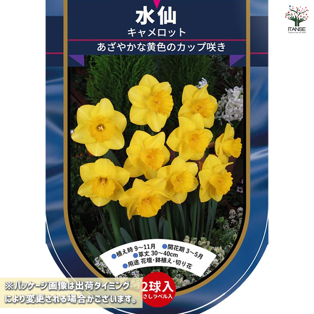 球根 水仙カップ咲き キャメロット 【花球根 2球】｜ 【植物の