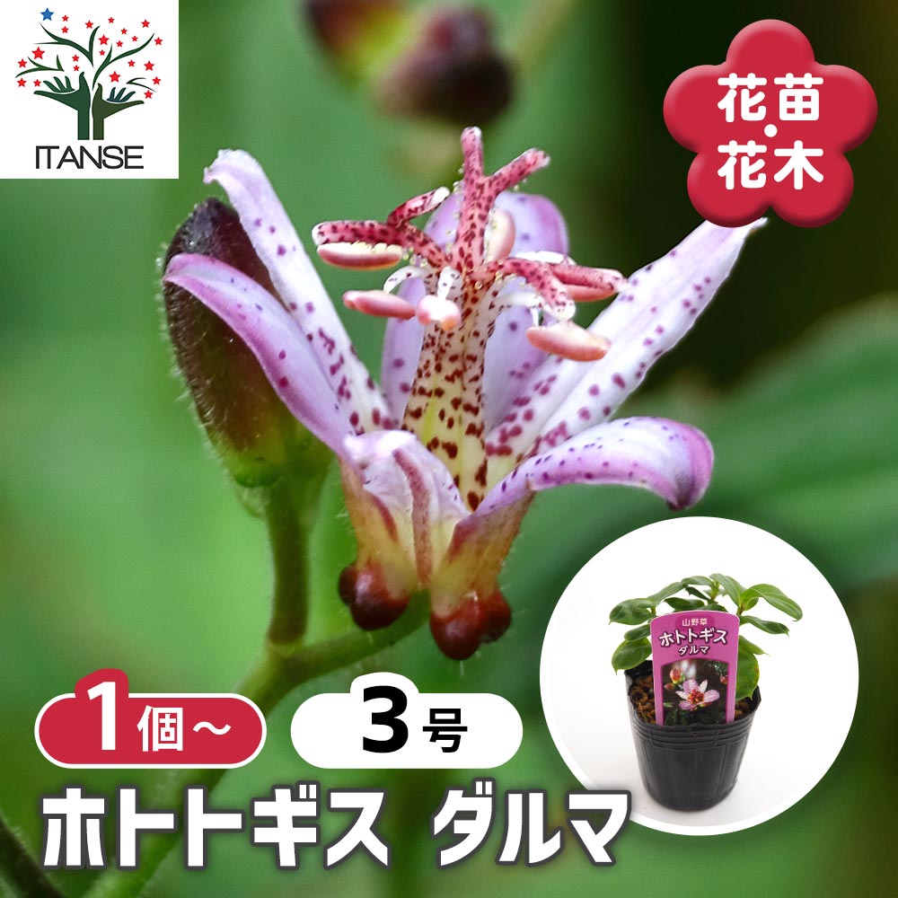 ホトトギス ダルマ 【花苗 3号】