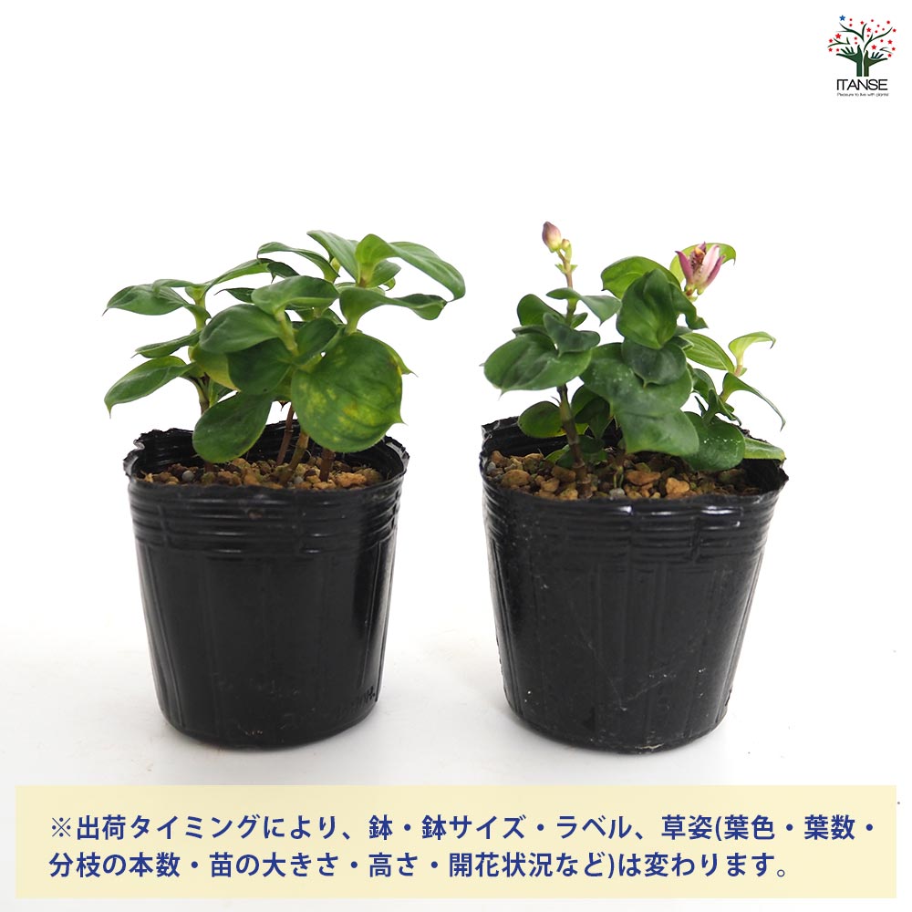 ホトトギス ダルマ 【花苗 3号】