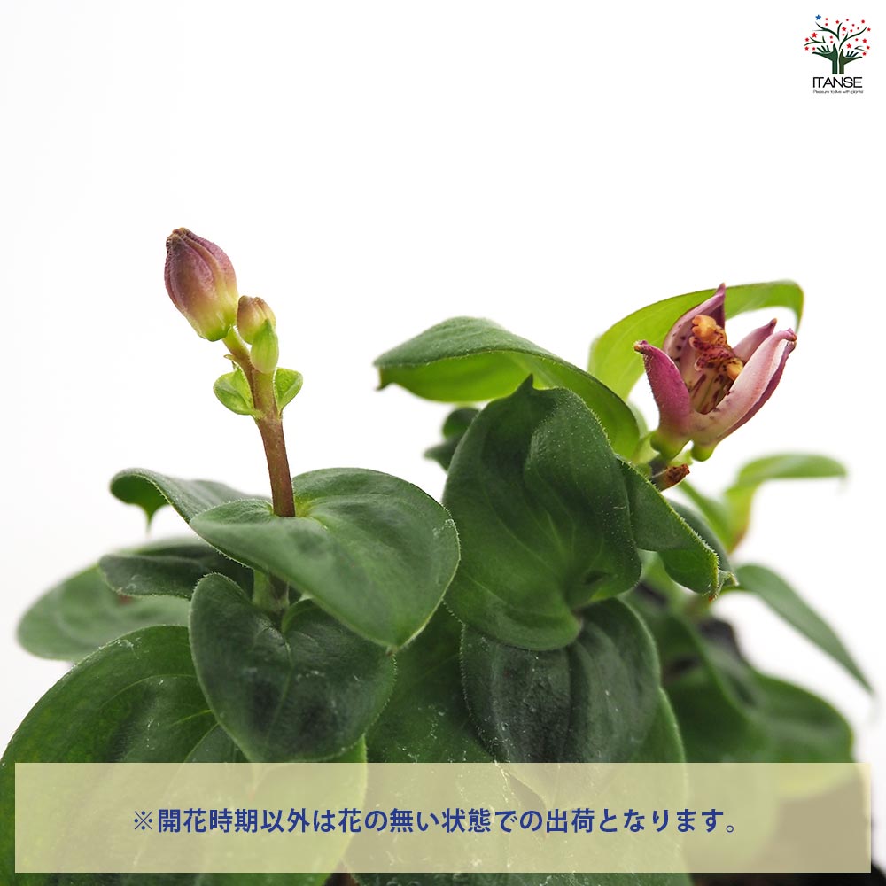 ホトトギス ダルマ 【花苗 3号】