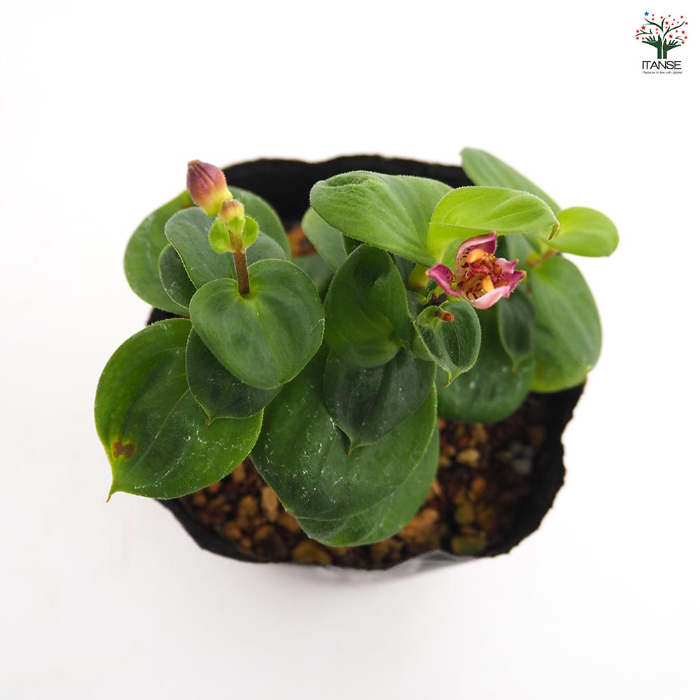 ホトトギス ダルマ 【花苗 3号】