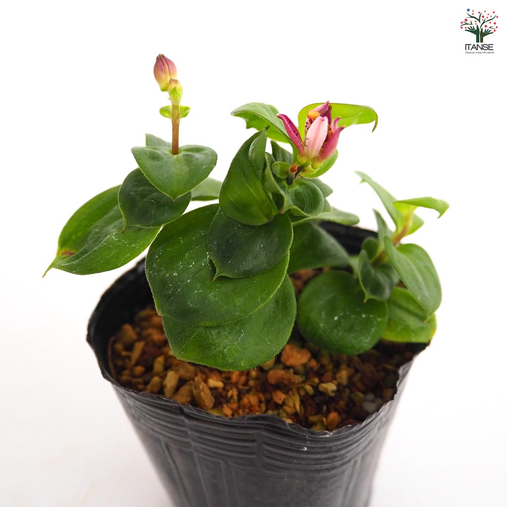 ホトトギス ダルマ 【花苗 3号】