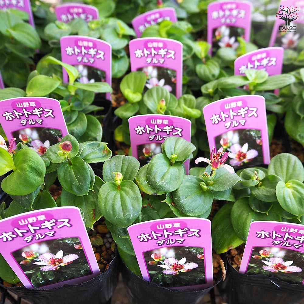 ホトトギス ダルマ 【花苗 3号】