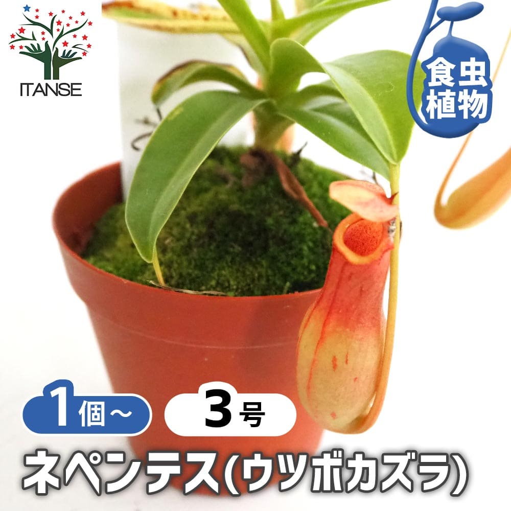 t*9様 ウツボカズラ　ネペンテス　N.ウンデュラティフォリア　挿し木3芽立ち ネペンテス (ウツボカズラ) 【観葉植物 3号】｜ 【植物のITANSE