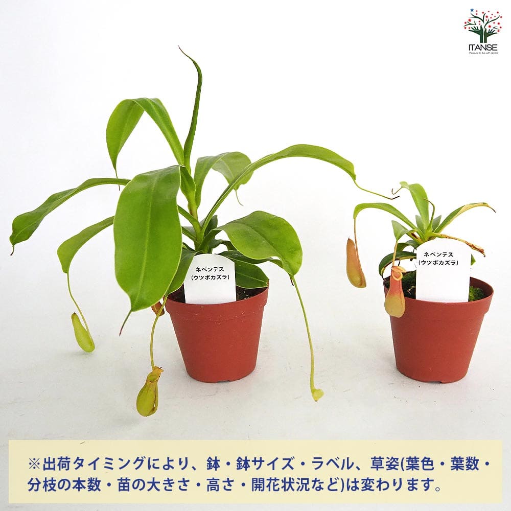 ネペンテス (ウツボカズラ) 【観葉植物 3号】｜ 【植物のITANSE
