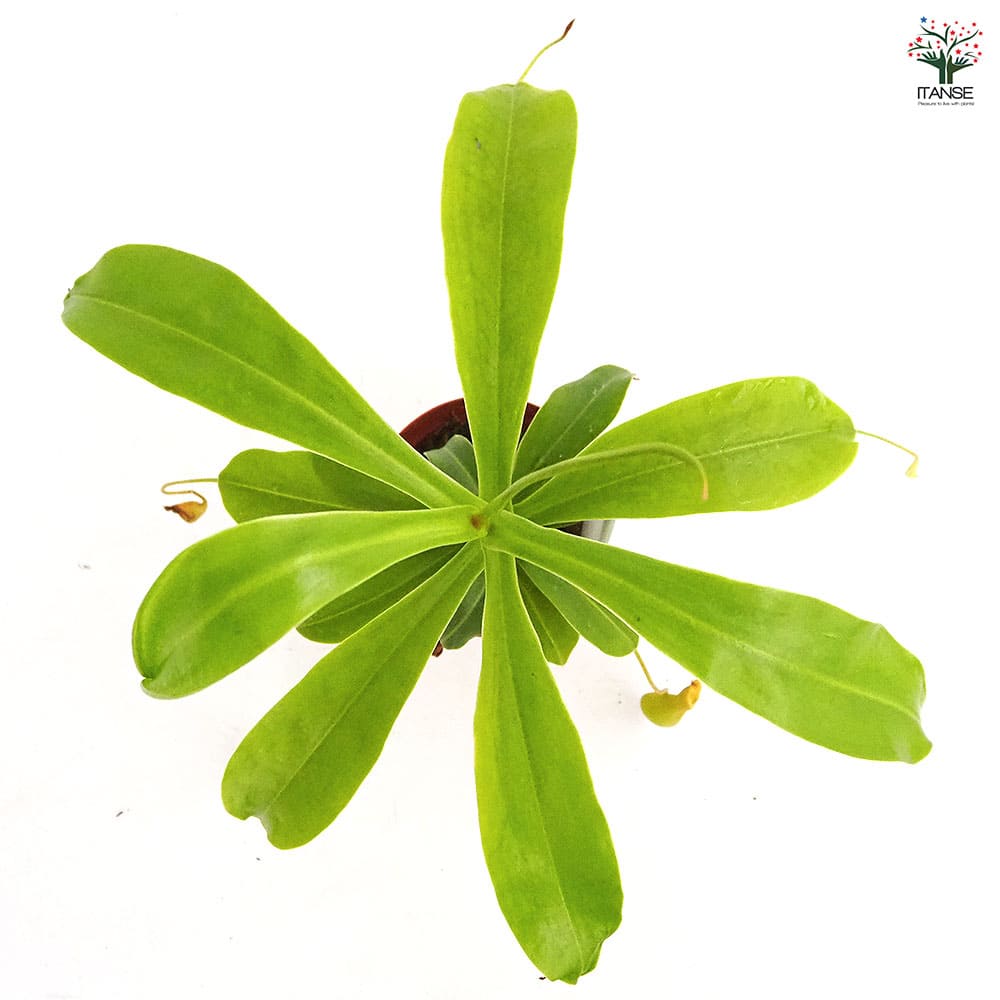 ネペンテス (ウツボカズラ) 【観葉植物 3号】｜ 【植物のITANSE