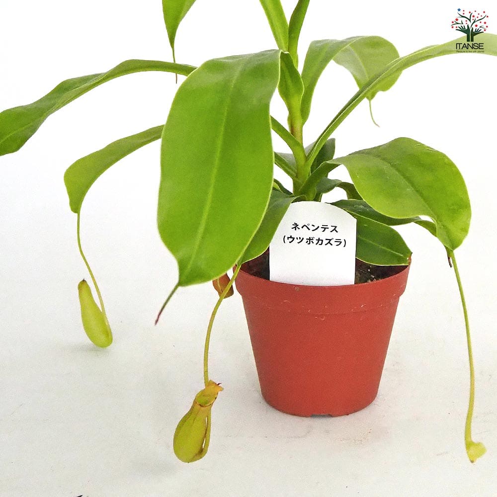 ネペンテス (ウツボカズラ) 【観葉植物 3号】｜ 【植物のITANSE