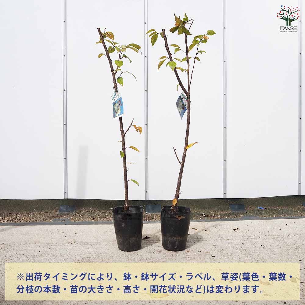 桜の苗木 黄桜 【花木苗 5号／1個売り】｜ 【植物のITANSE】全品