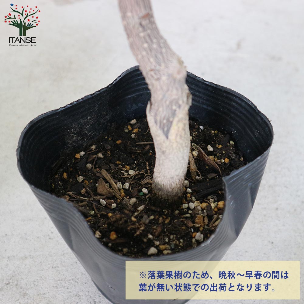 スーパー朝倉山椒(あさくらさんしょう)の苗木 【果樹の苗木 4号ロング