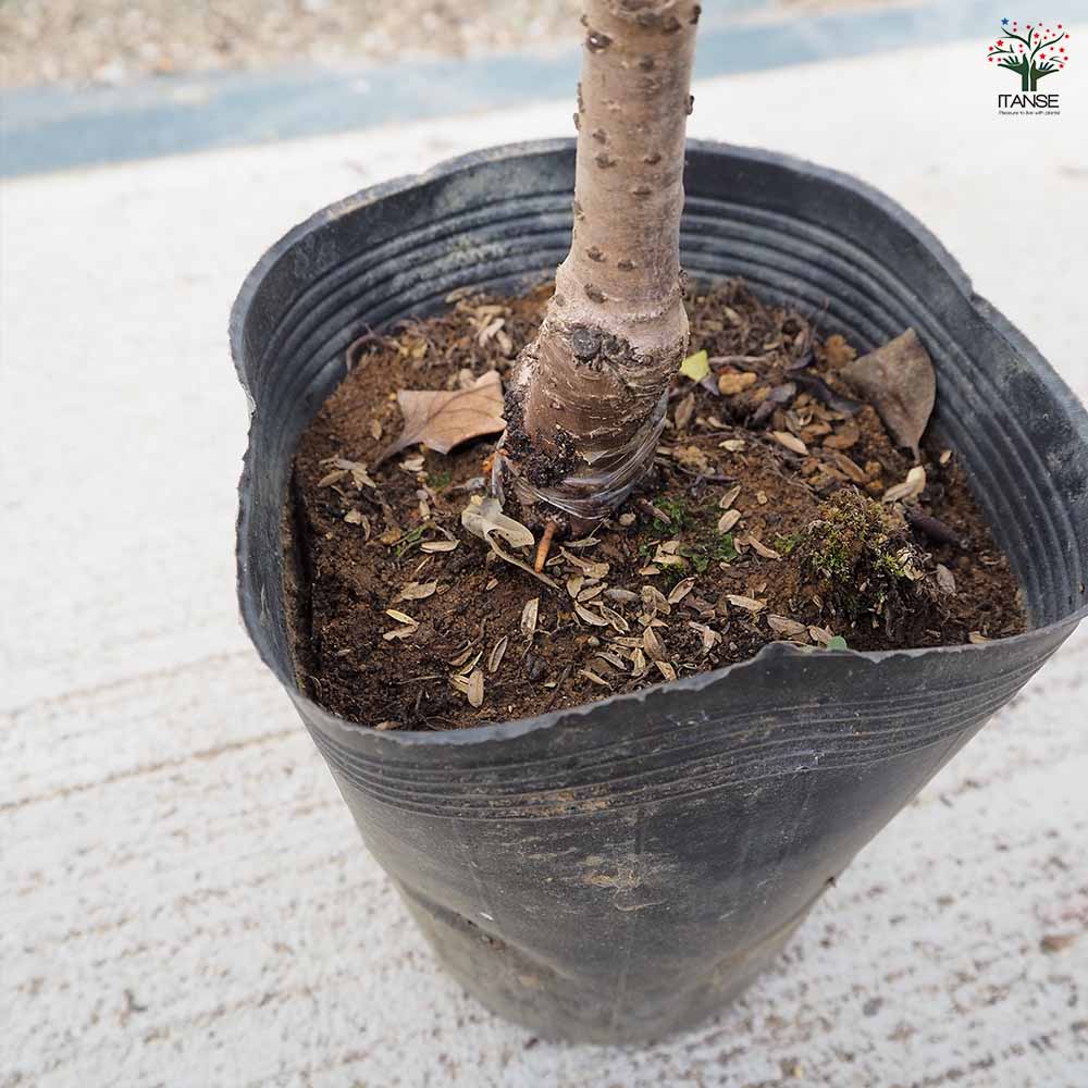 桜の苗木 黄桜 【花木苗 5号／1個売り】｜ 【植物のITANSE】全品