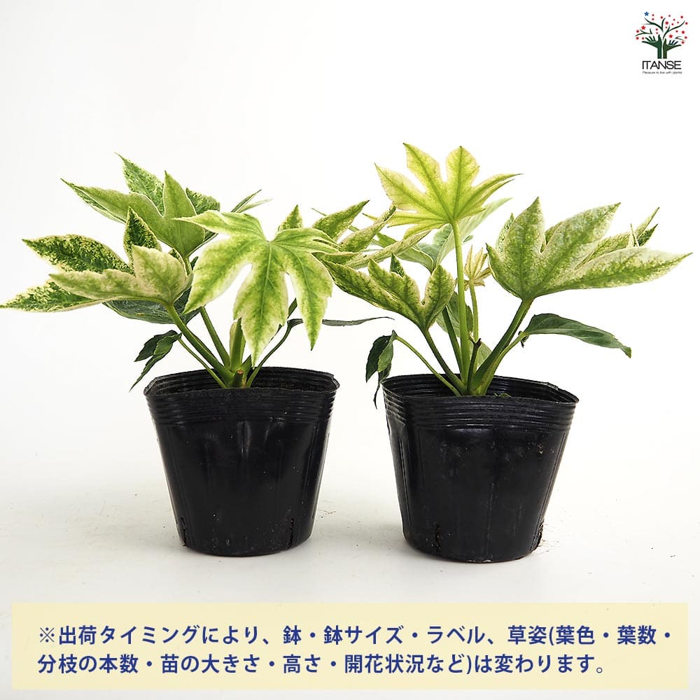 ヤツデ スパイダー 【庭木 3.5号】｜ 【植物のITANSE】全品送料