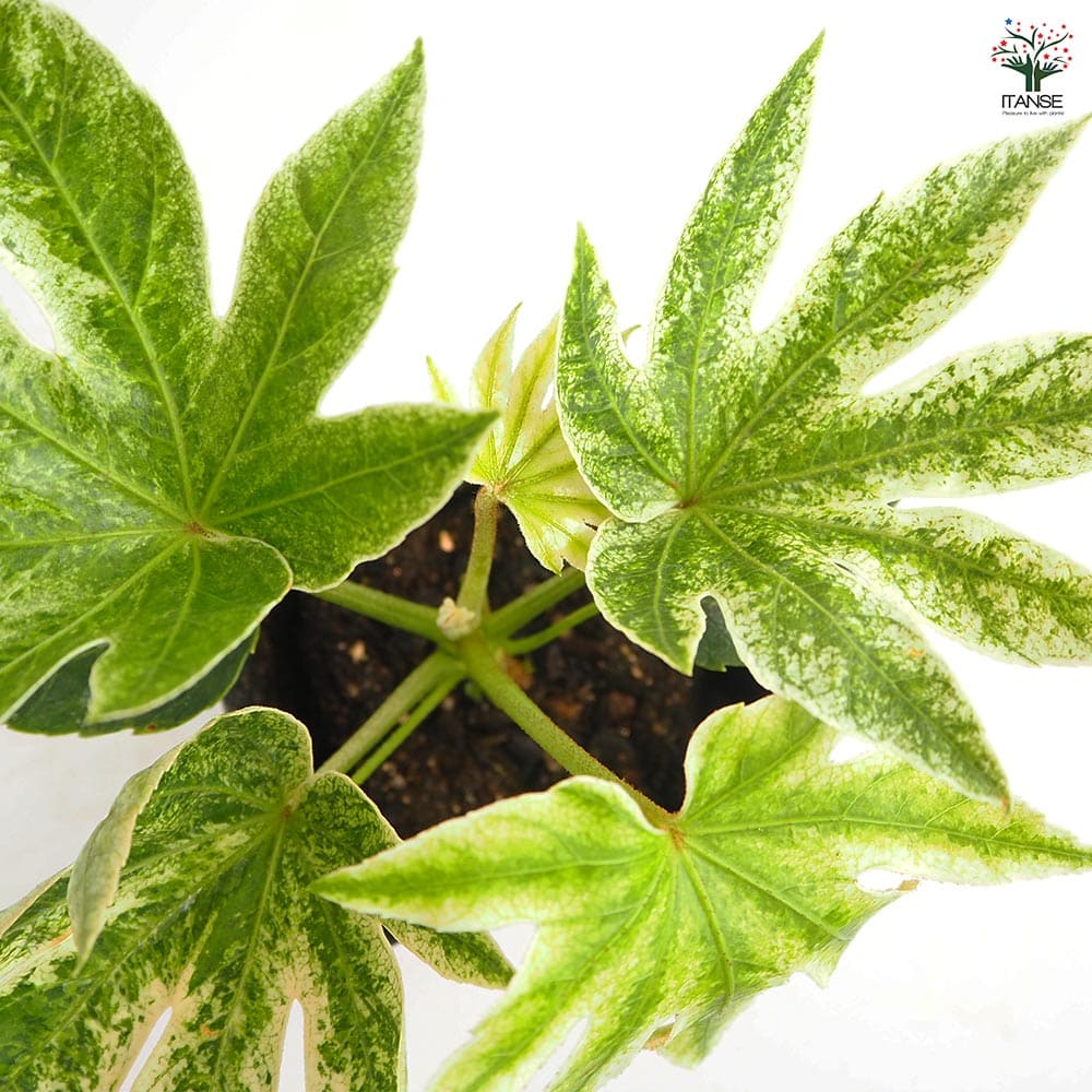 ヤツデ スパイダー 【庭木 3.5号】｜ 【植物のITANSE】全品送料