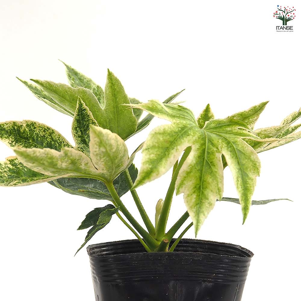 ヤツデ スパイダー 【庭木 3.5号】｜ 【植物のITANSE】全品送料