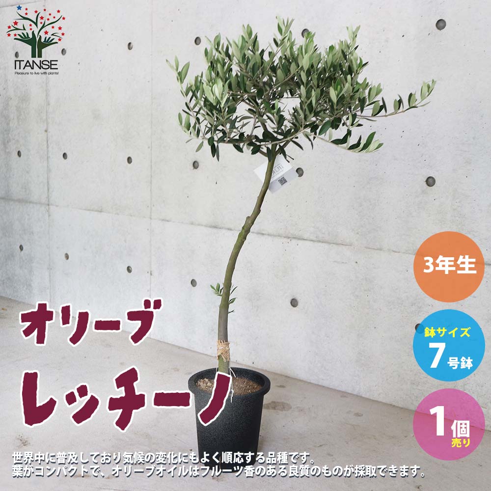 オリーブの苗木 品種：レッチーノ【果樹の苗木 7号鉢スタンド