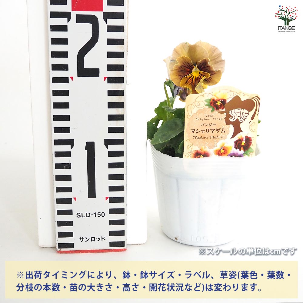 うえたコレクション パンジー・ビオラ マシェリマダム2個～ 【花苗 3.5号】