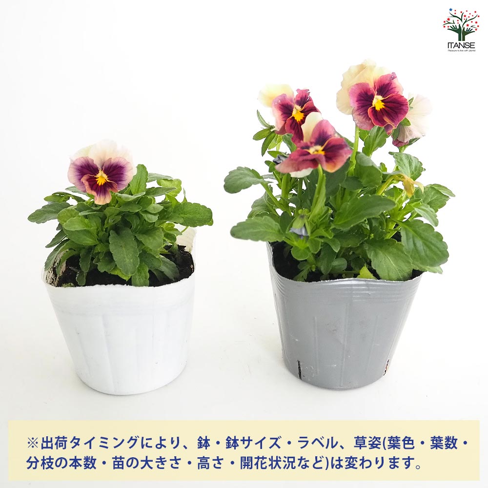 うえたコレクション パンジー・ビオラ マシェリマダム2個～ 【花苗 3.5号】
