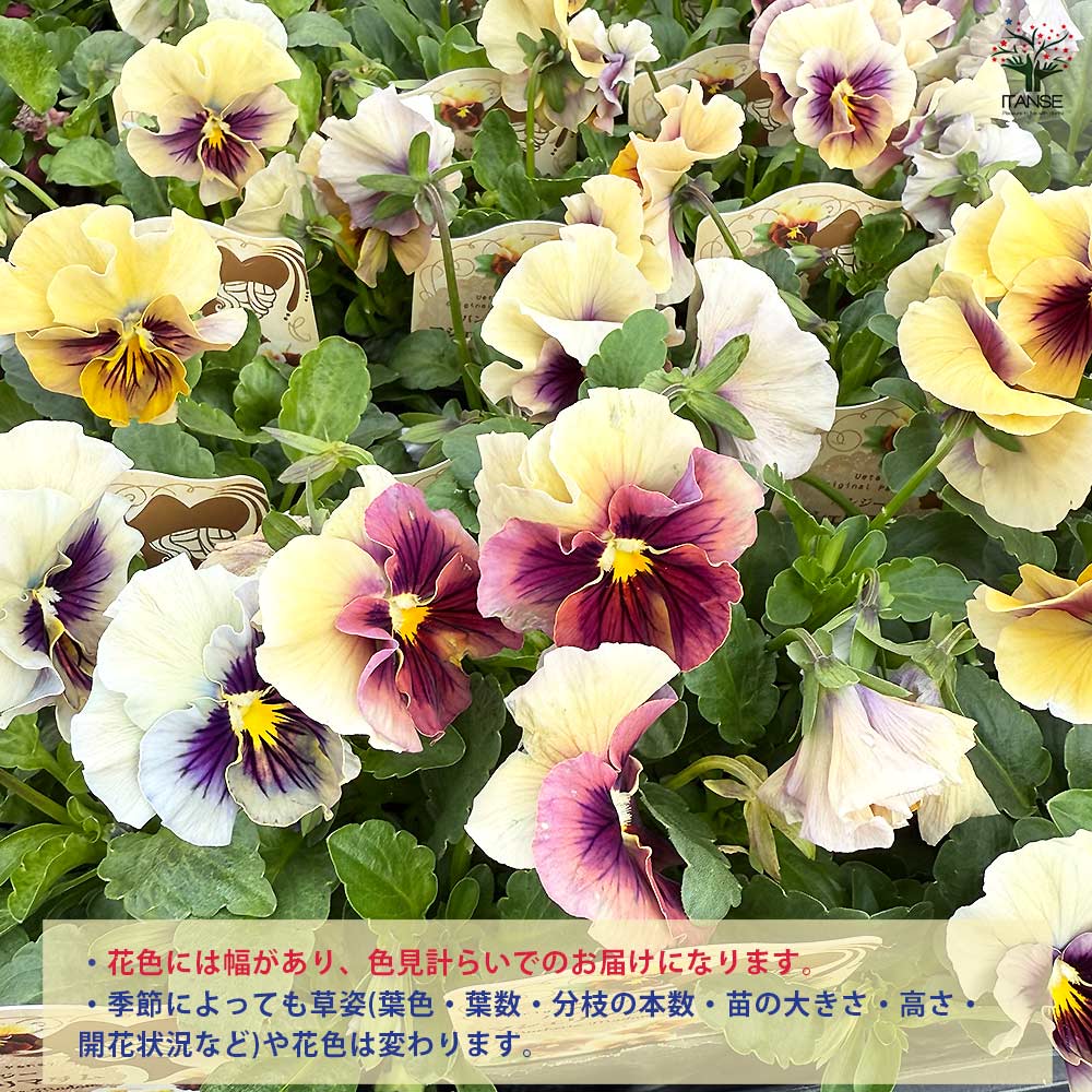 うえたコレクション パンジー・ビオラ マシェリマダム2個～ 【花苗 3.5