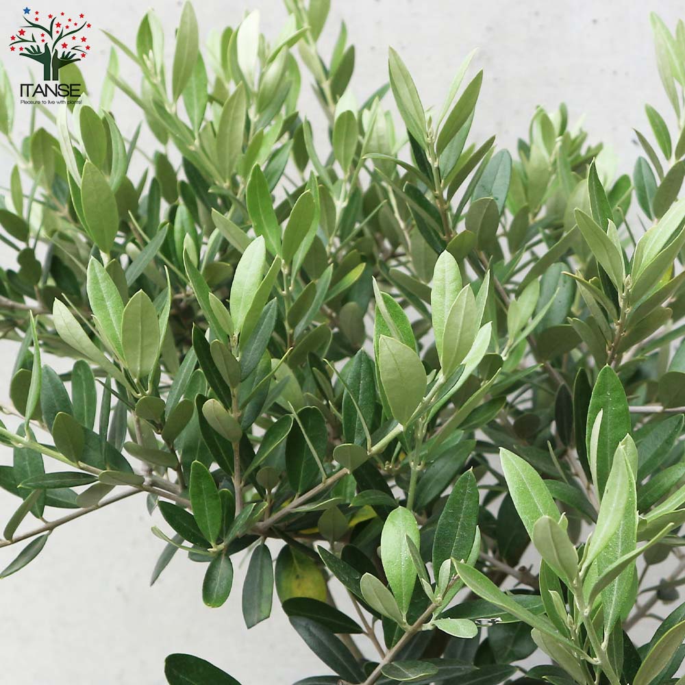 オリーブの木　レッチーノ オリーブの木 レッチーノ | 観葉植物通販HitoHana(ひとはな)
