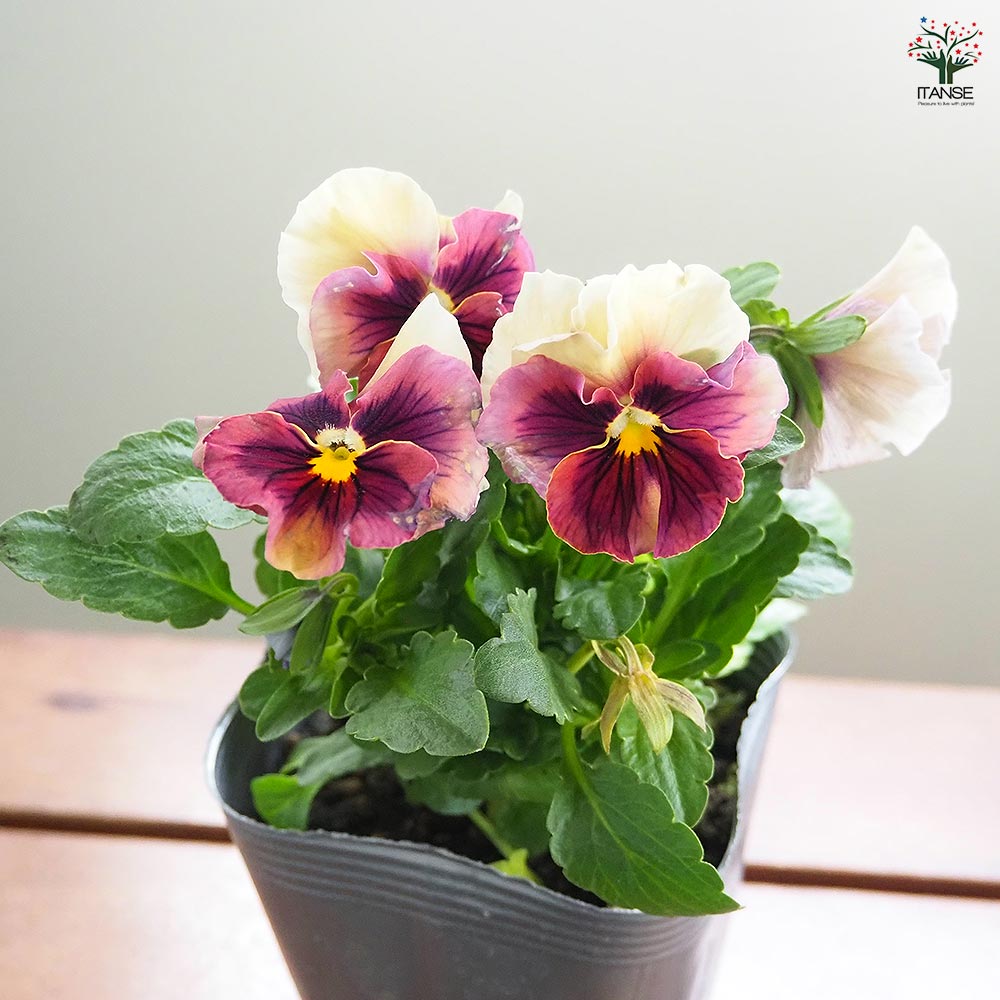 うえたコレクション パンジー・ビオラ マシェリマダム2個～ 【花苗 3.5