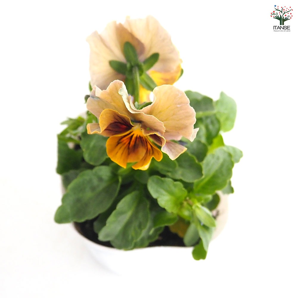 うえたコレクション パンジー・ビオラ マシェリマダム2個～ 【花苗 3.5号】