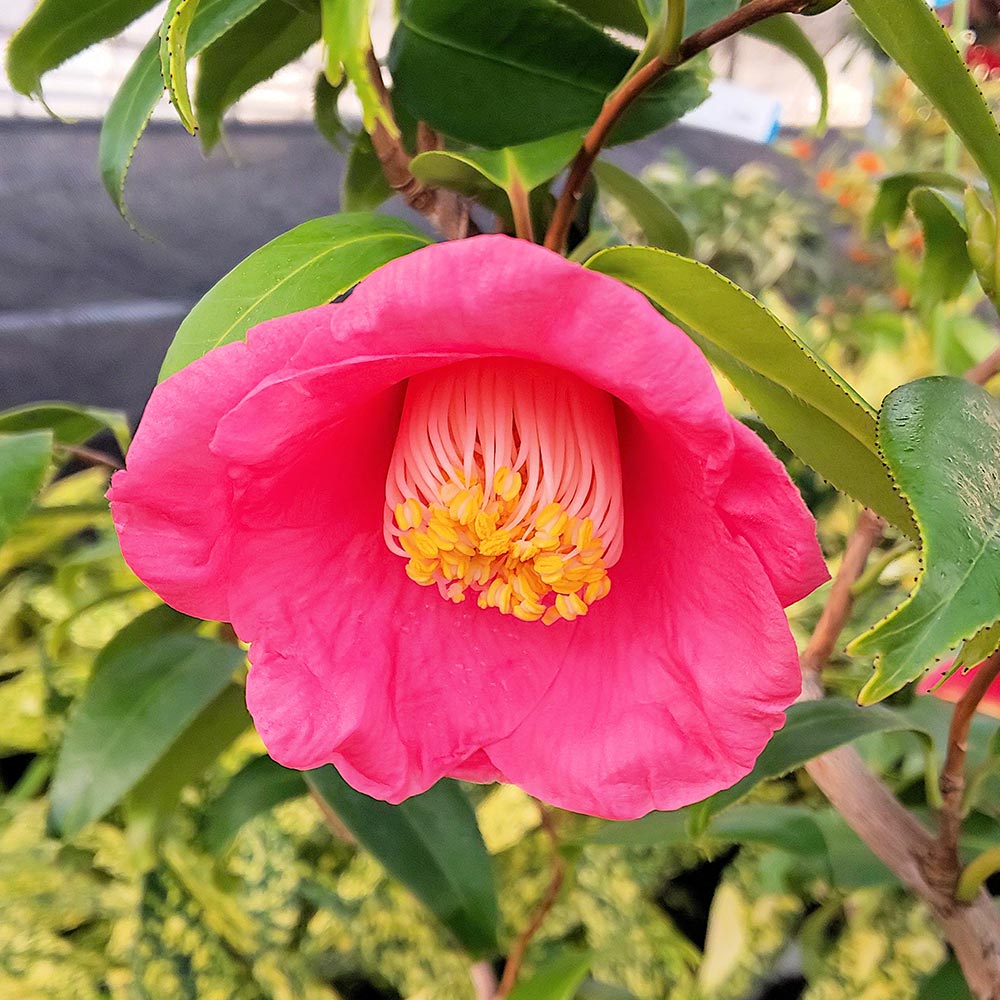 椿(ツバキ)の苗木 金魚葉 雲竜 【花木苗 3.5号】｜ 【植物の