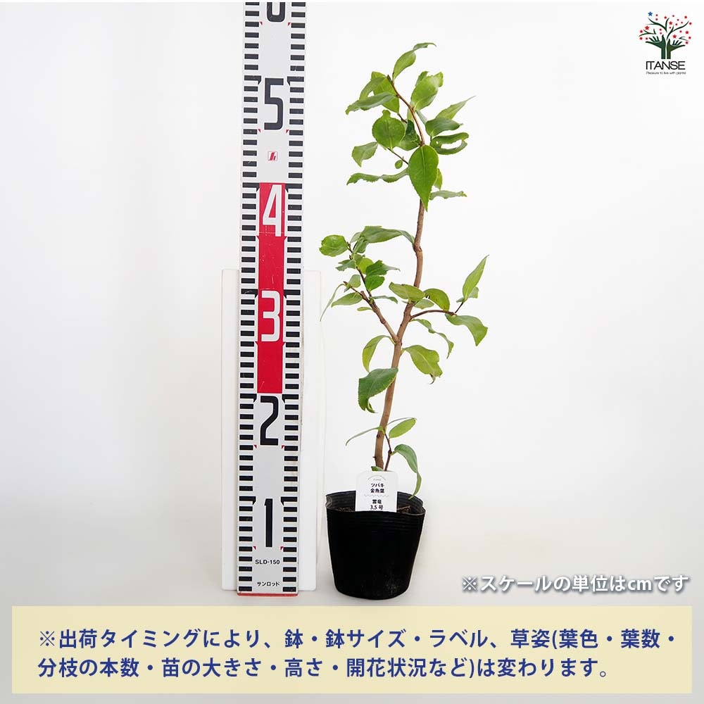 椿(ツバキ)の苗木 金魚葉 雲竜 【花木苗 3.5号】｜ 【植物の