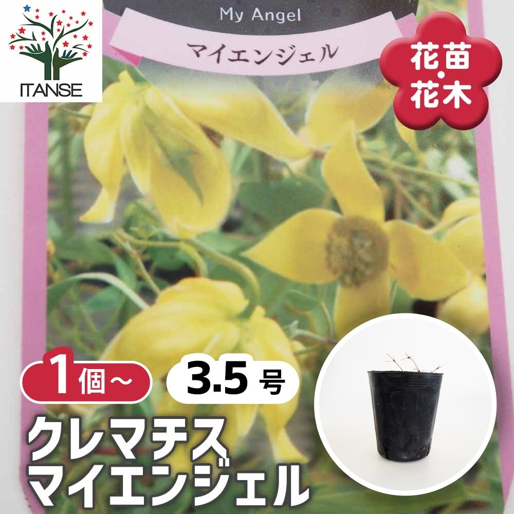 クレマチス マイエンジェル 【花苗 3.5号】｜ 【植物のITANSE