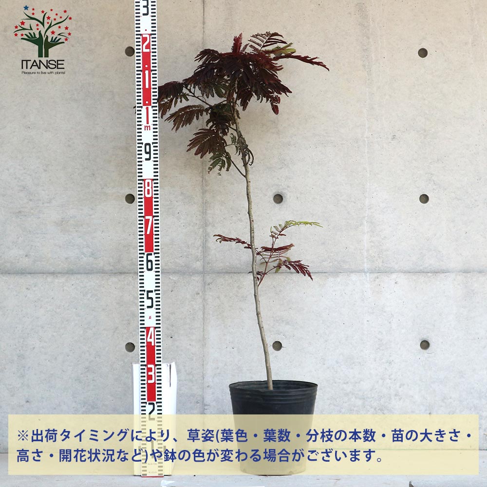 ITANSE良品セレクト通販 ITANSE良品セレクト通販
