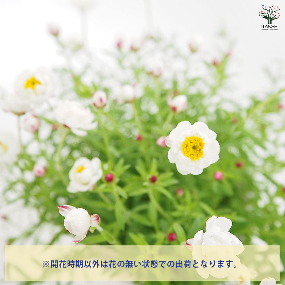 花かんざし 【花苗 4号】｜ 【植物のITANSE】全品送料無料・即出荷!