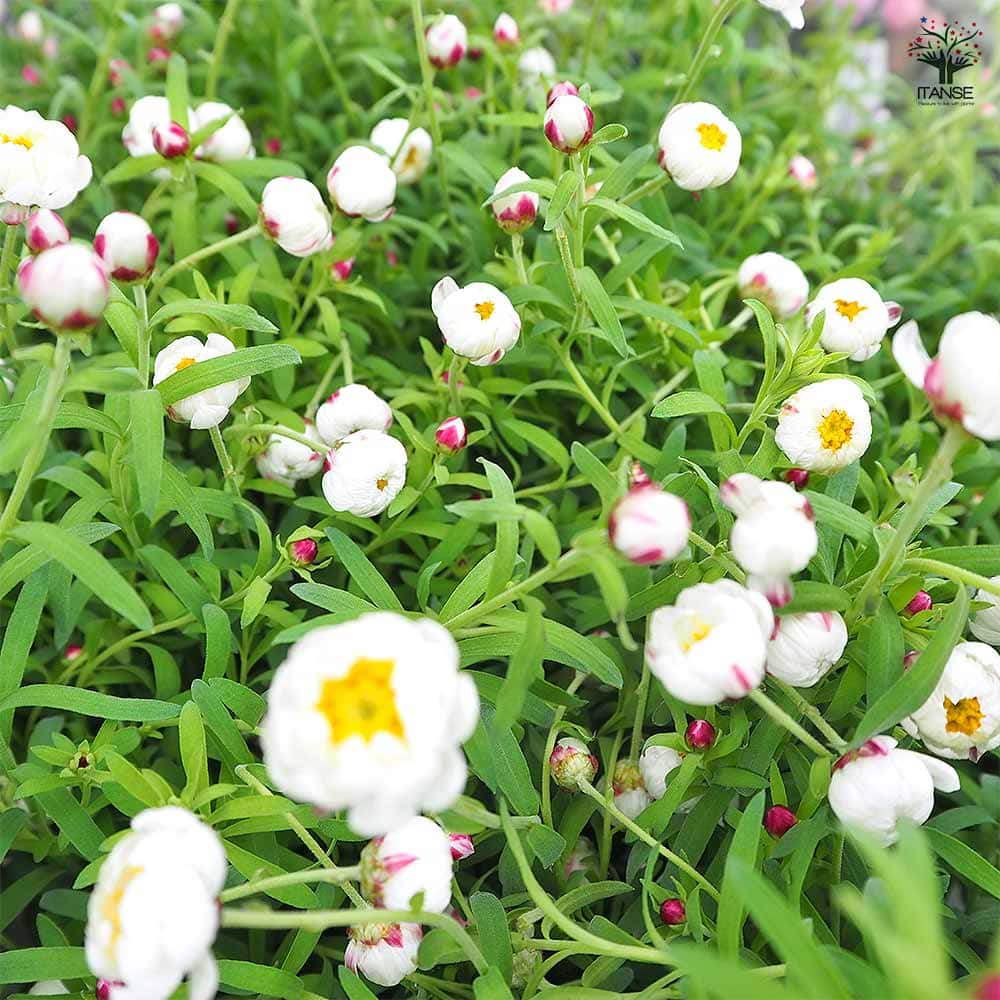 花かんざし 【花苗 4号】｜ 【植物のITANSE】全品送料無料・即出荷!