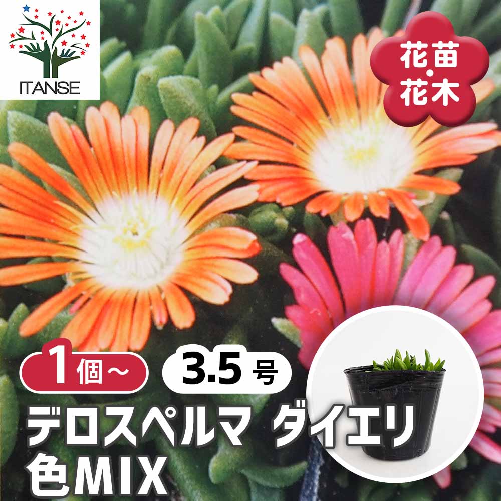 デロスペルマ ダイエリ色MIX 【花苗 3.5号】｜ 【植物のITANSE