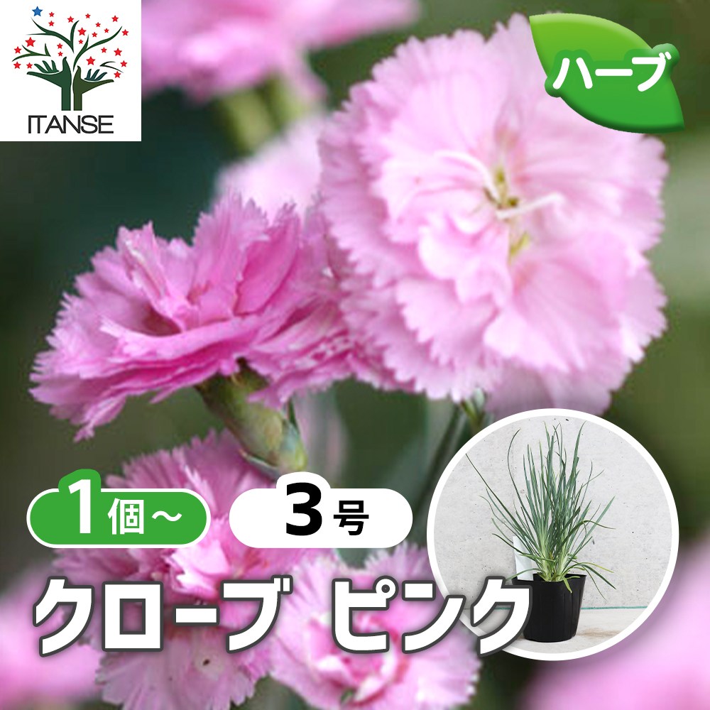 クローブ ピンク【ハーブ苗9cmポット／1個～】｜ 【植物のITANSE