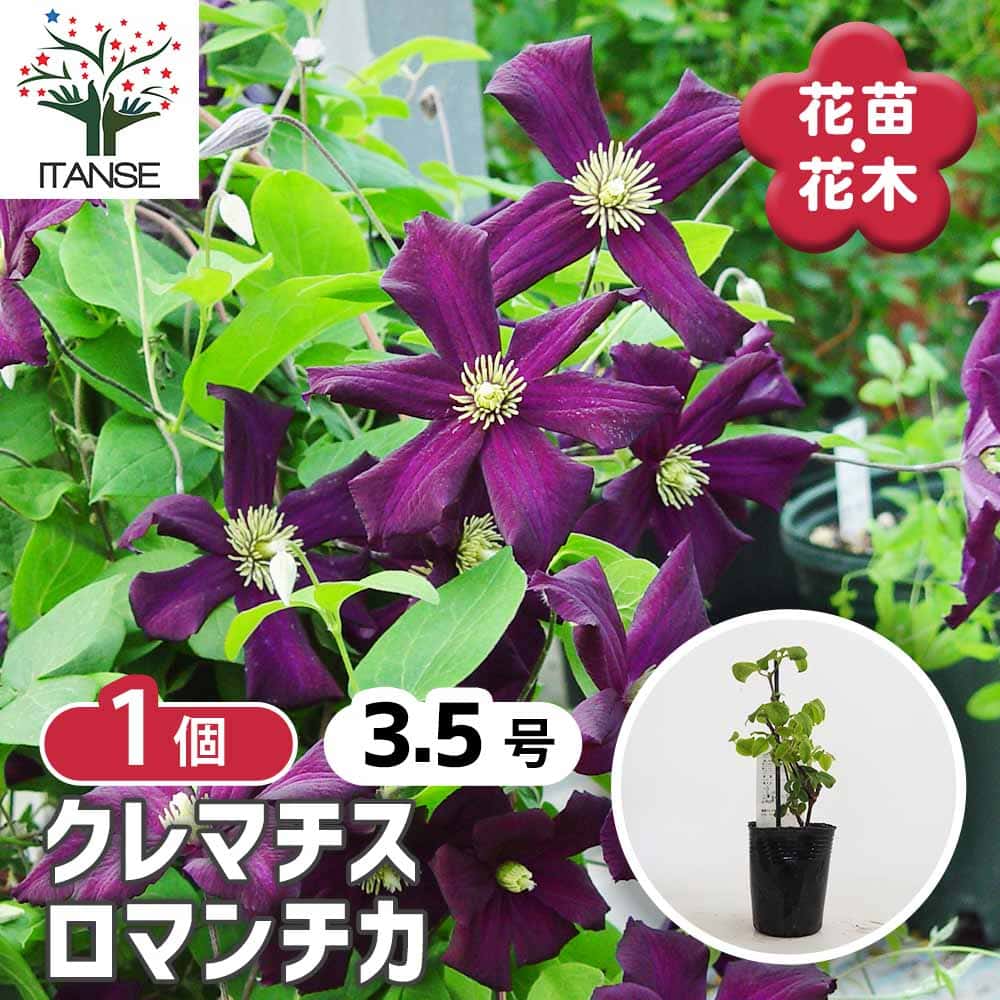 クレマチス ロマンチカ 【花苗 3.5号／1個売り】｜ 【植物の