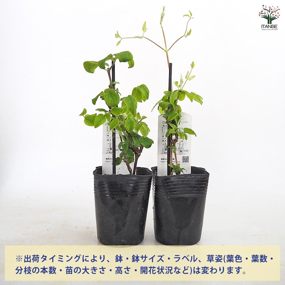 クレマチス ロマンチカ 【花苗 3.5号／1個売り】｜ 【植物の