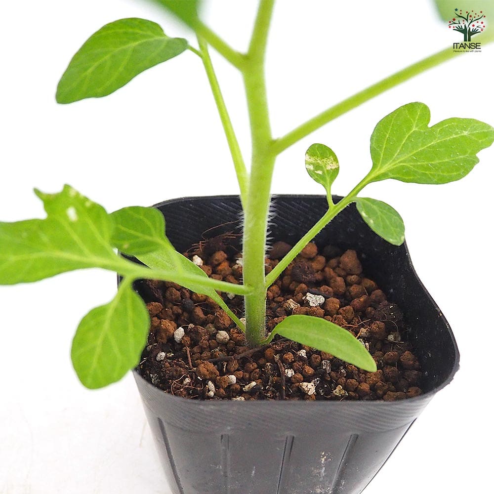 ミニトマトの苗 プランター濃厚ミニトマト2個～ 【野菜の苗 3号