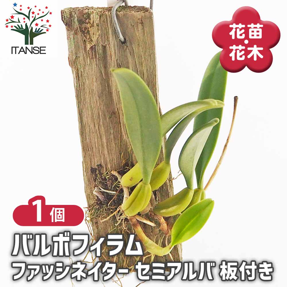 洋ラン バルボフィラム ファッシネイター セミアルバ板付き 【花苗 ／1