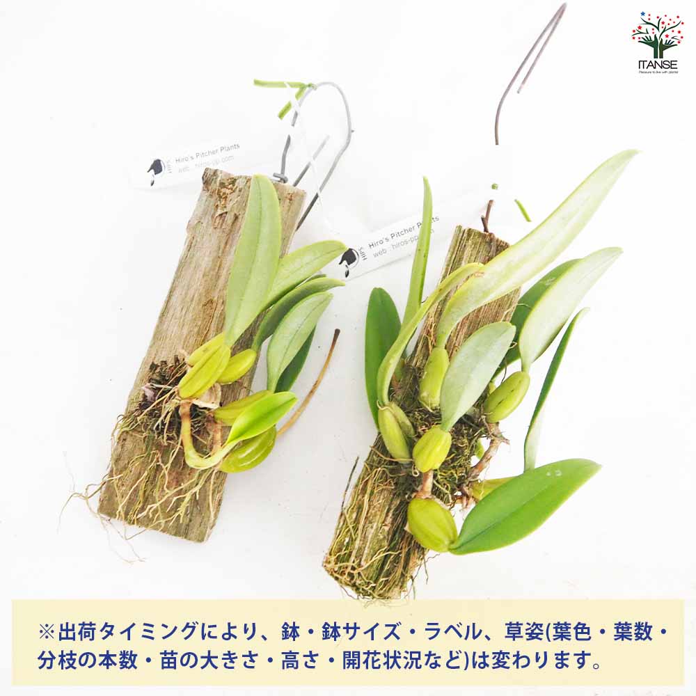 洋ラン バルボフィラム ファッシネイター セミアルバ板付き 【花苗 ／1