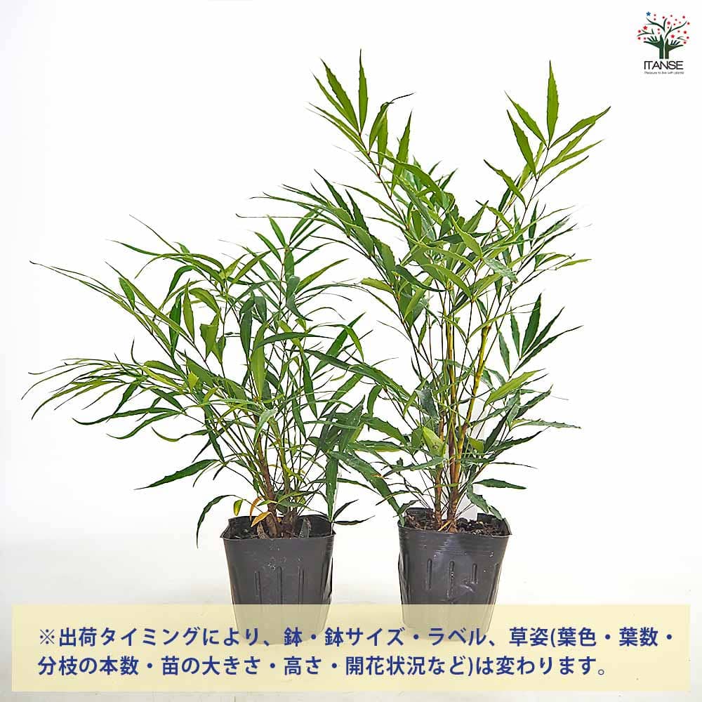 マホニア コンフーサ 【花木苗 3号】｜ 【植物のITANSE】全品