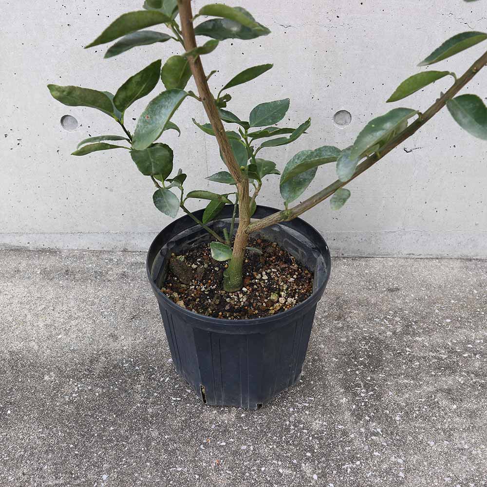 ライムの大苗 品種:フレーバーグリーン【果樹の苗木 8号スリット鉢／1個売り】