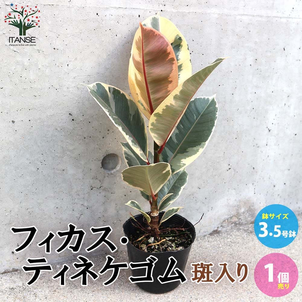 フィカス・ティネケ(七号鉢） 希少 観葉植物 良質 フィカス ティネケ