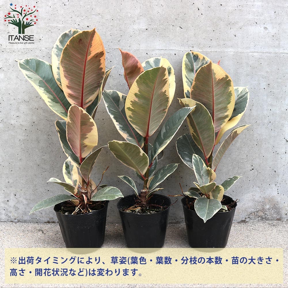 フィカス・ティネケ(ティネケゴム)ゴムの木の仲間 斑入り【観葉植物