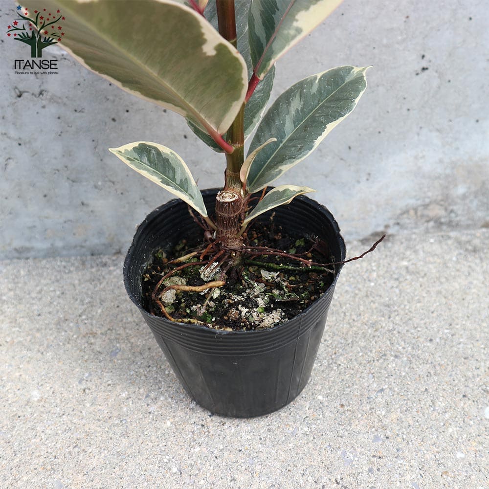 フィカス・ティネケ(ティネケゴム)ゴムの木の仲間 斑入り【観葉植物