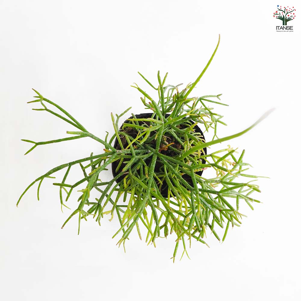 リプサリス カスッサ 【多肉植物 3号】｜ 【植物のITANSE】全品