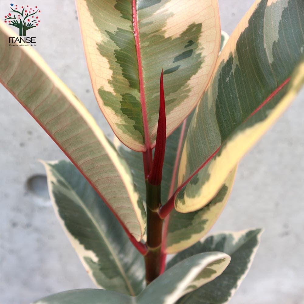 フィカス・ティネケ(ティネケゴム)ゴムの木の仲間 斑入り【観葉植物