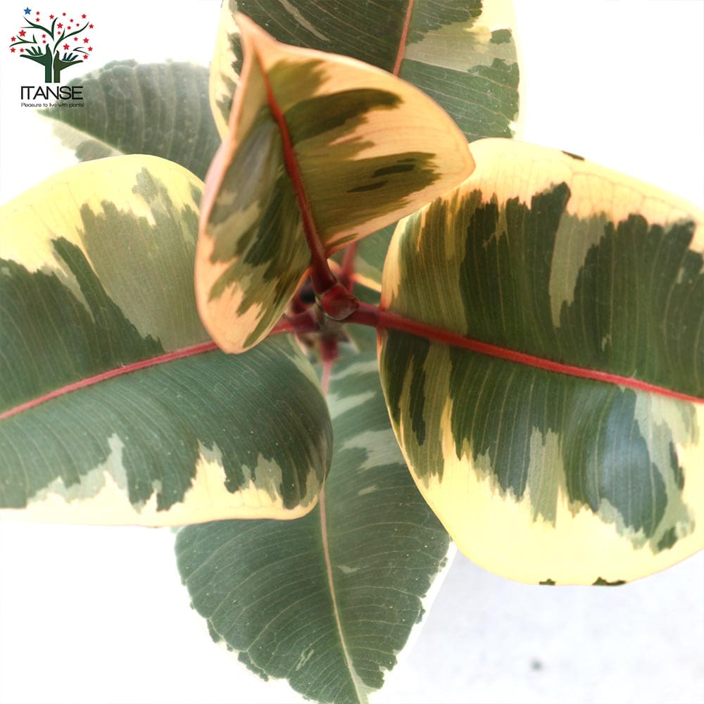 フィカス・ティネケ(ティネケゴム)ゴムの木の仲間 斑入り【観葉植物