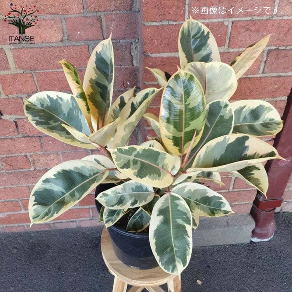 フィカス・ティネケ　ゴムの木　美斑入り　大株リビングやオフィス向きサイズ フィカス・ティネケ(ティネケゴム)ゴムの木の仲間 斑入り【観葉