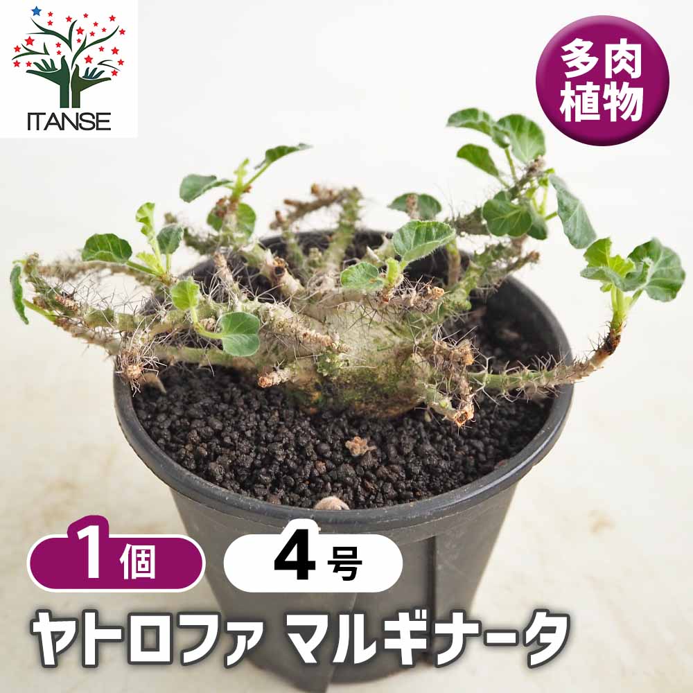 ヤトロファ マルギナータ 【多肉植物 4号／1個売り】｜ 【植物の
